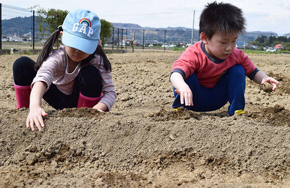 じゃがいも(種芋)植えの様子写真を紹介しています