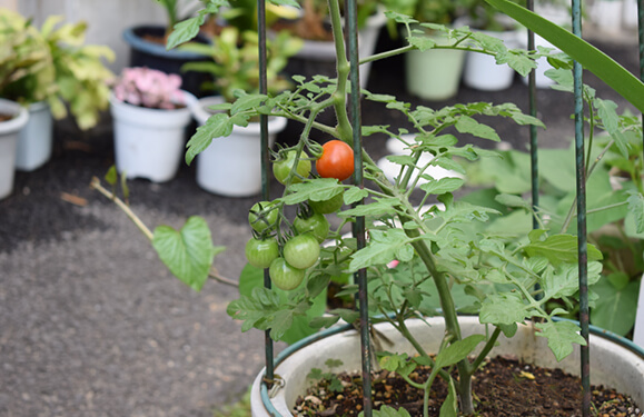 保育園プランター野菜栽培写真を紹介しています